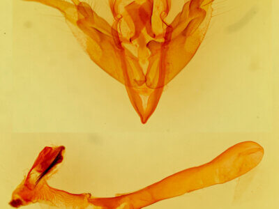 genitalia view of adult Orthosia transparens