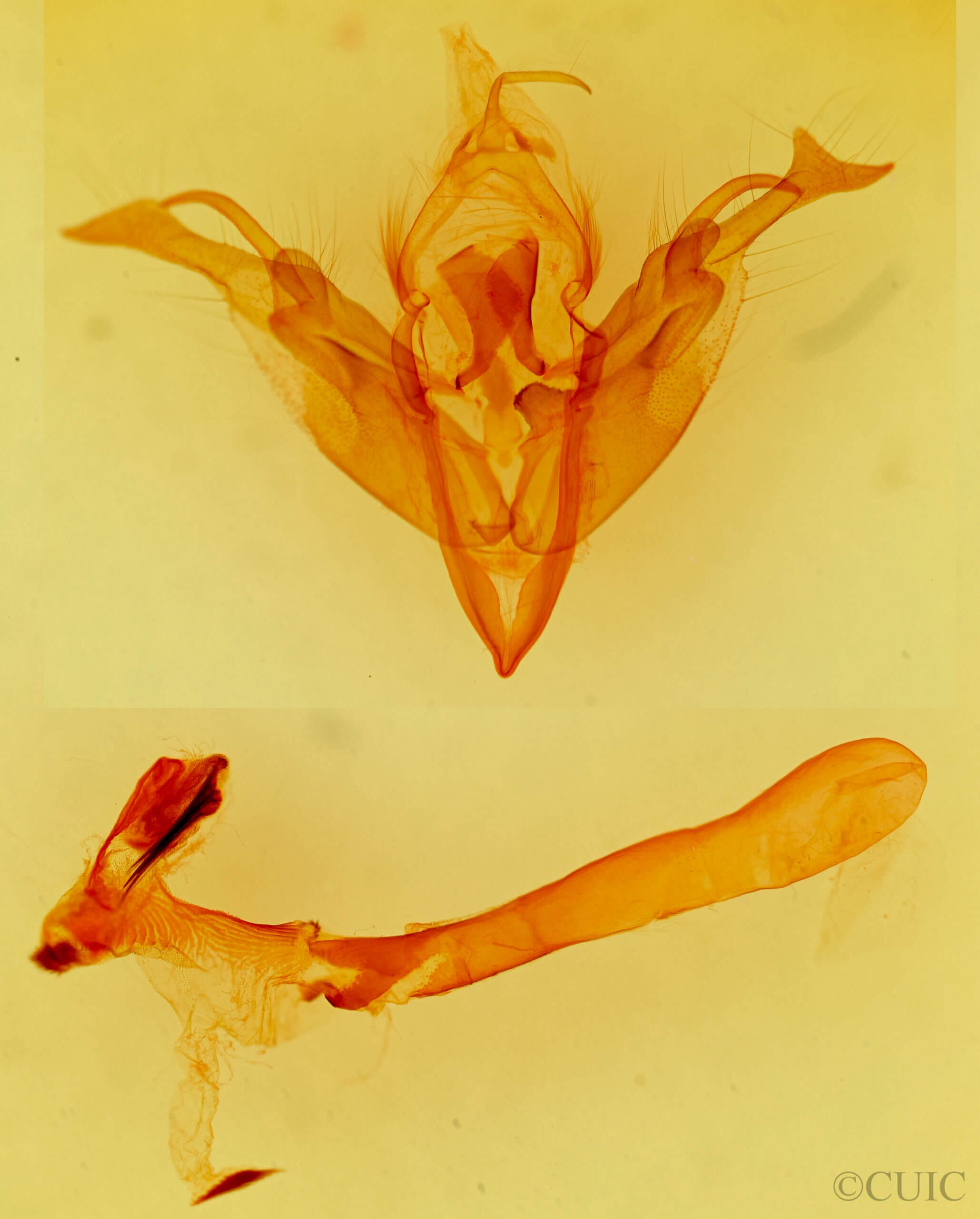 genitalia view of adult Orthosia transparens