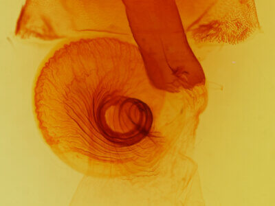 genitalia view of adult Orthosia transparens