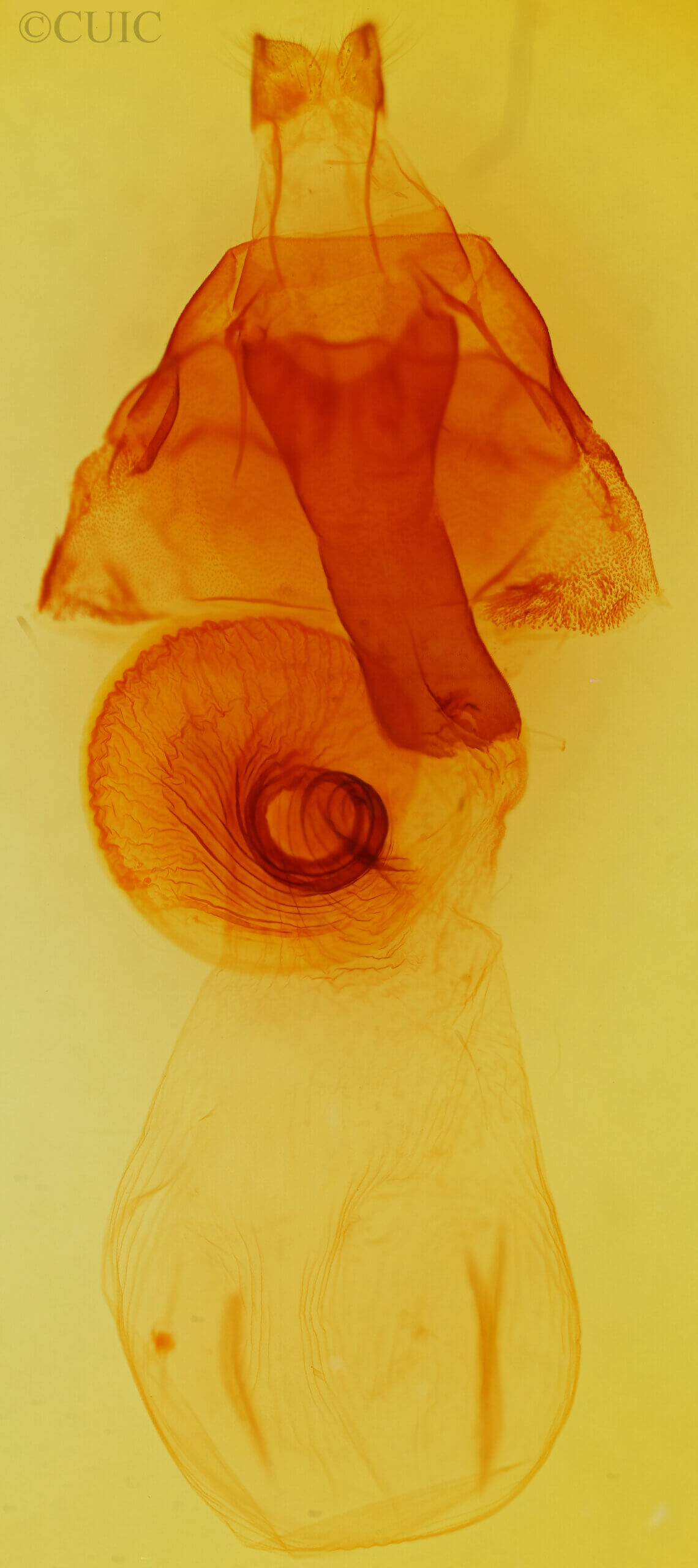 genitalia view of adult Orthosia transparens