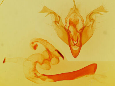 genitalia view of adult Orthosia mys