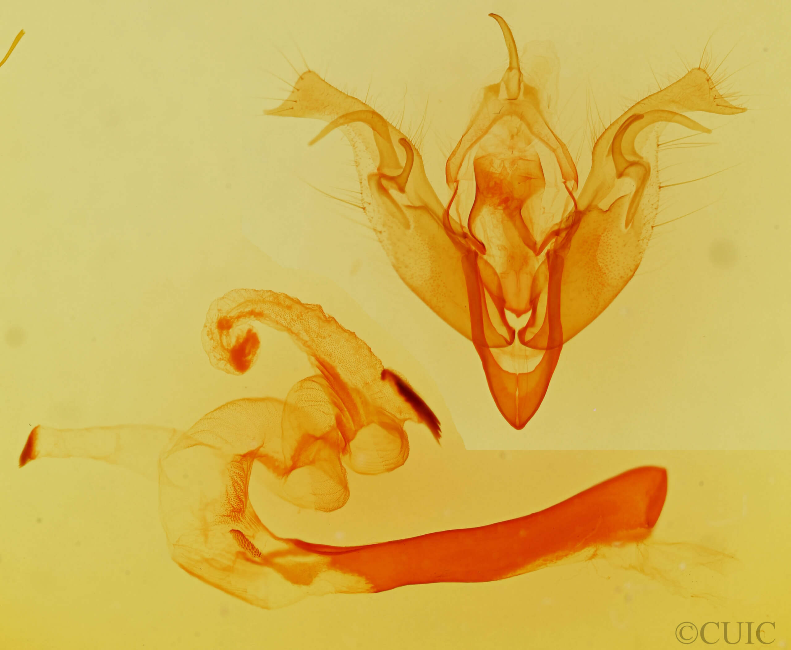 genitalia view of adult Orthosia mys