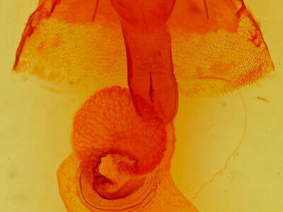 genitalia view of adult Orthosia mys