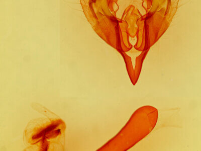 genitalia view of adult Orthosia praeses