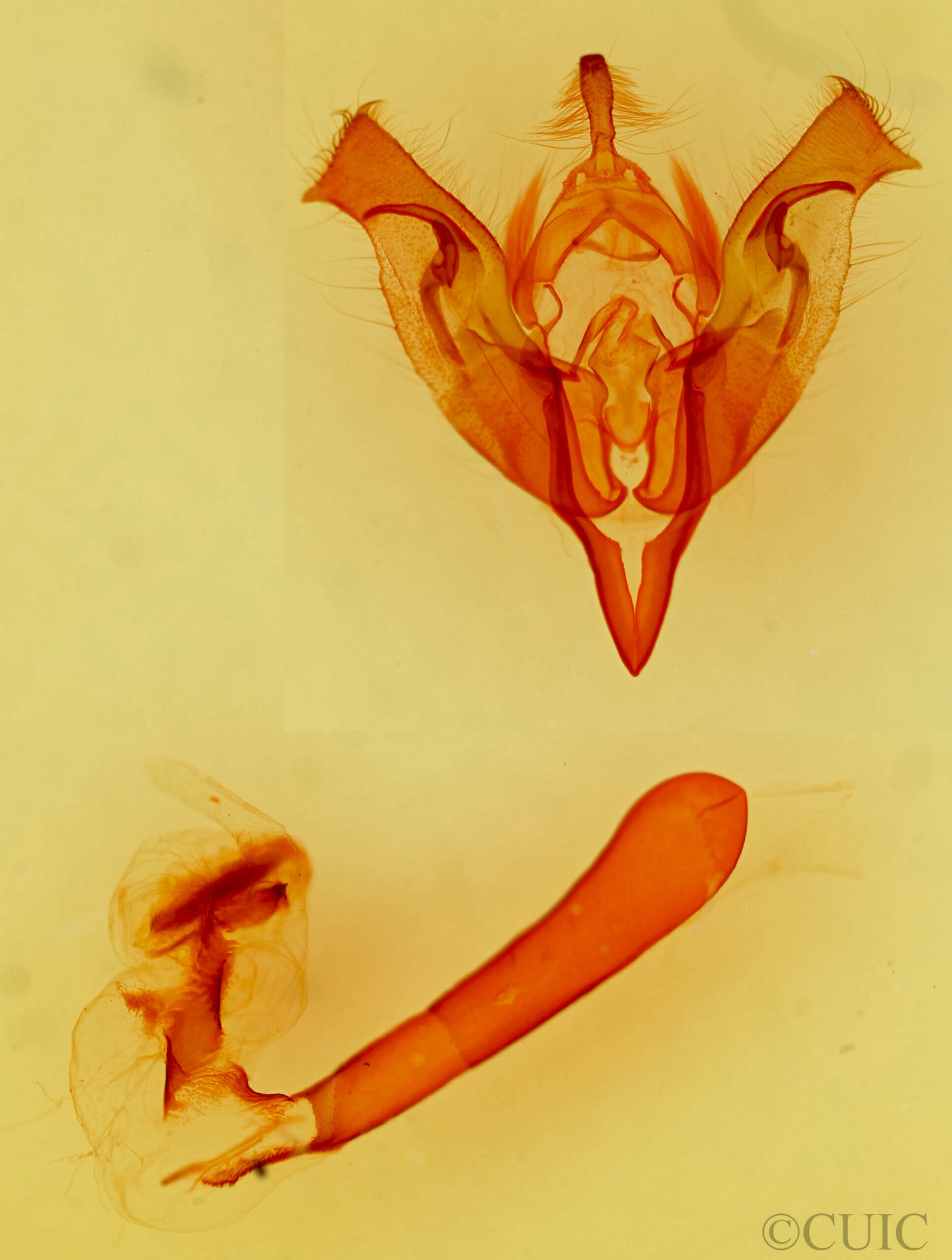 genitalia view of adult Orthosia praeses