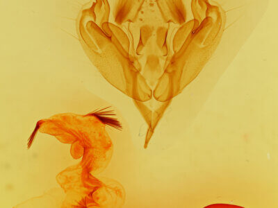 genitalia view of adult Perigonica diedra n. sp.