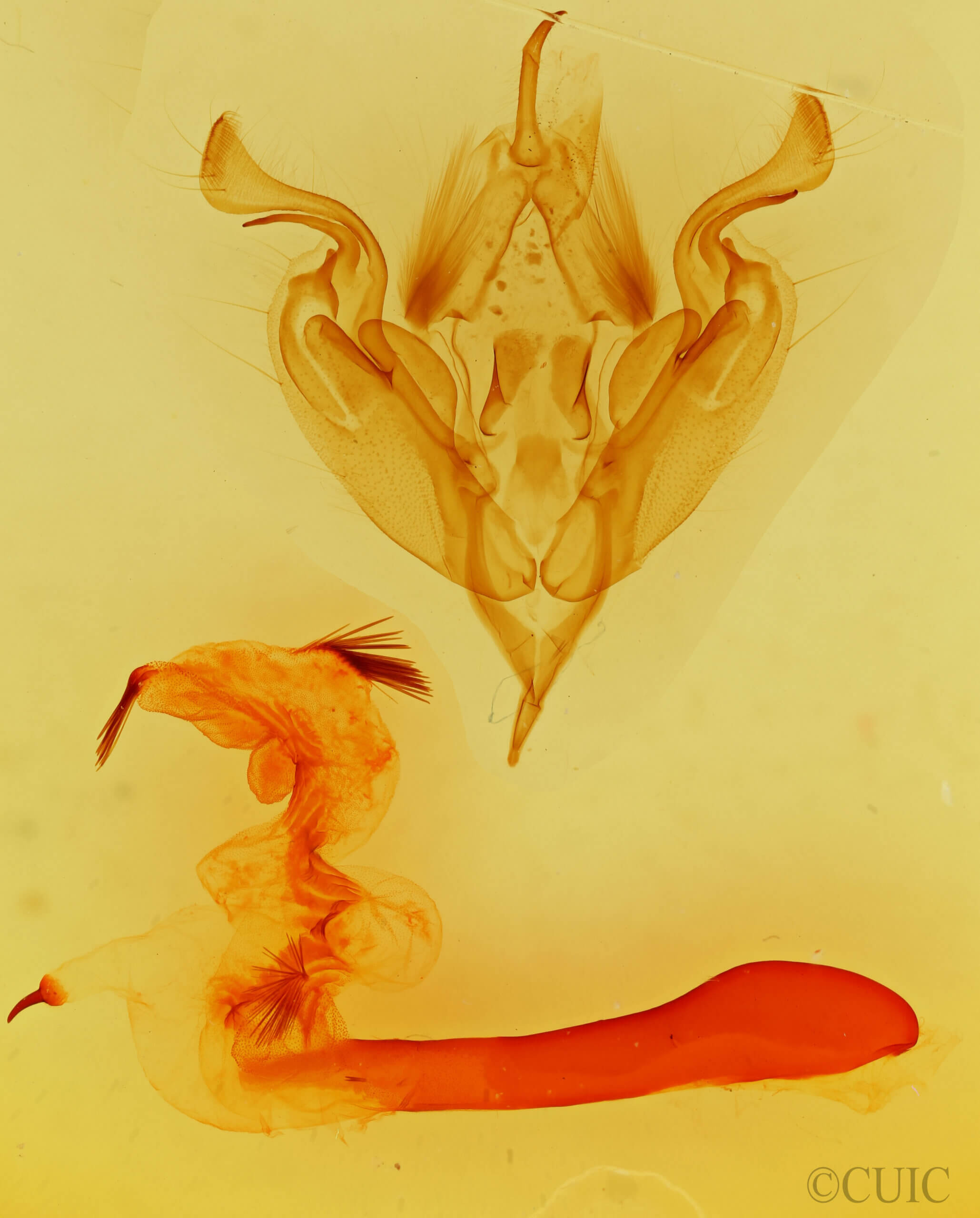 genitalia view of adult Perigonica diedra n. sp.