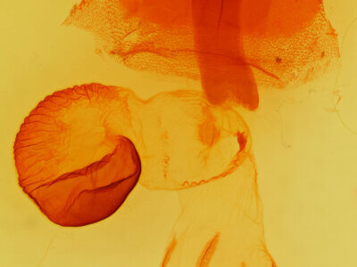 genitalia view of adult Perigonica diedra n. sp.