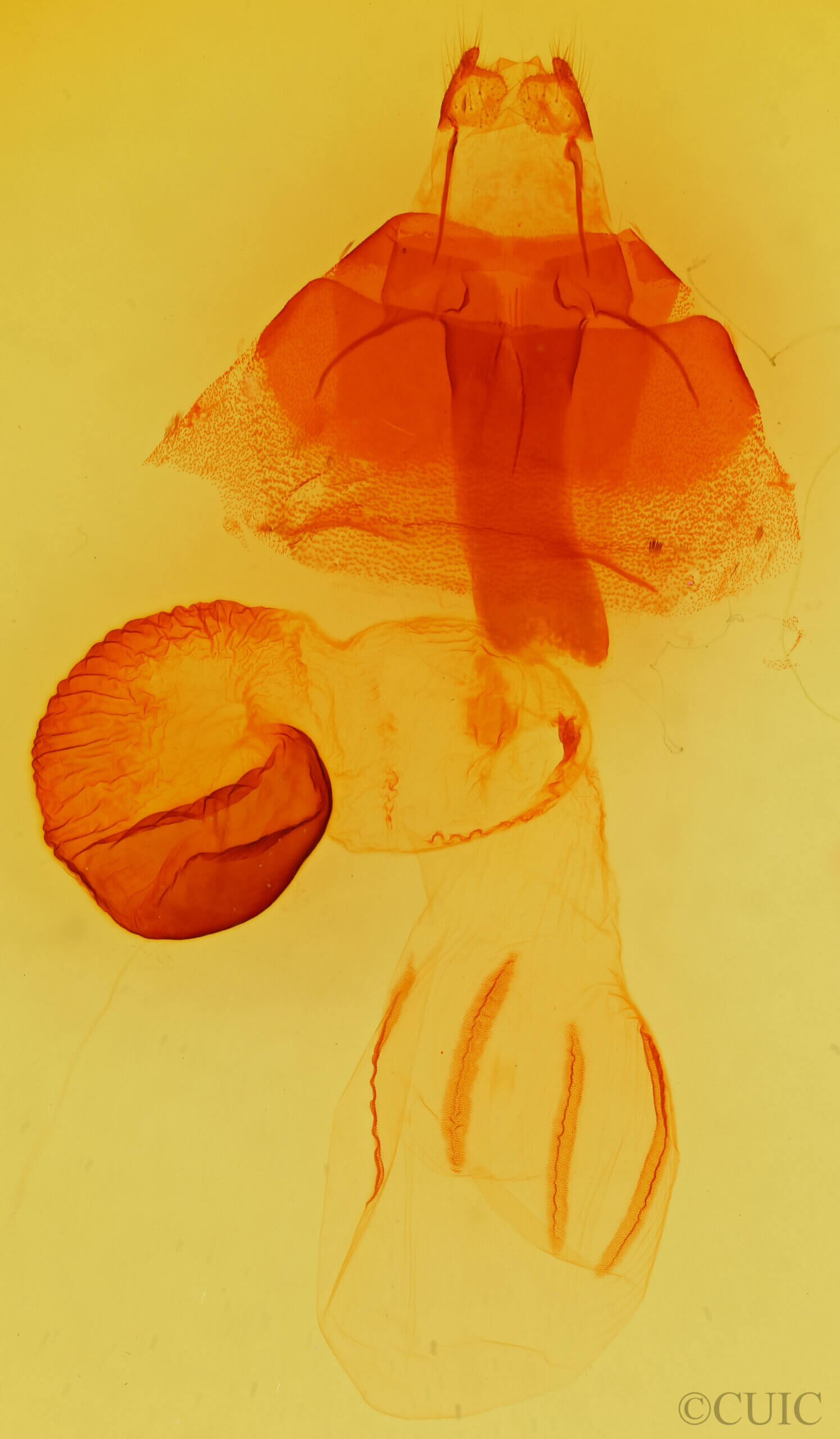 genitalia view of adult Perigonica diedra n. sp.