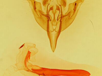 genitalia view of adult Orthosia johnstoni?