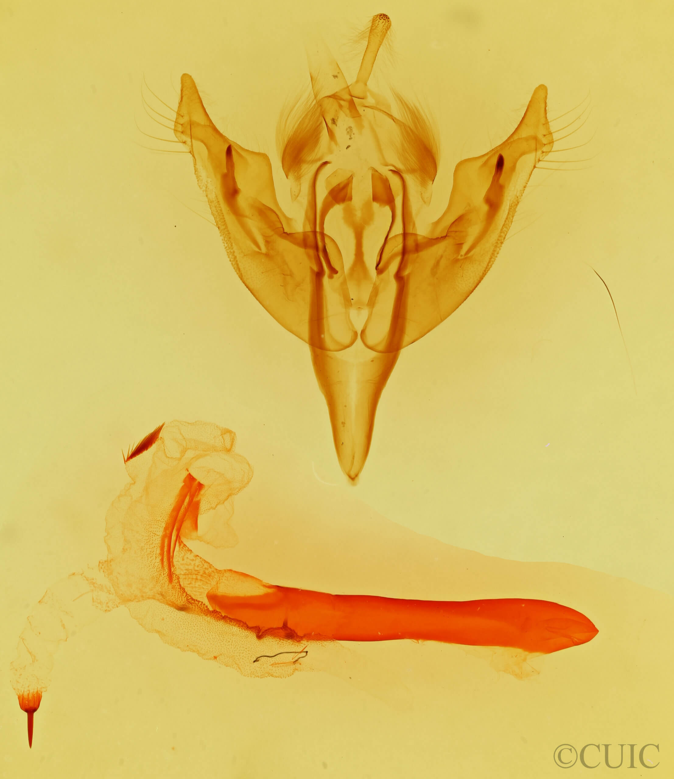 genitalia view of adult Orthosia johnstoni?