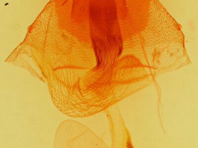 genitalia view of adult Orthosia johnstoni?