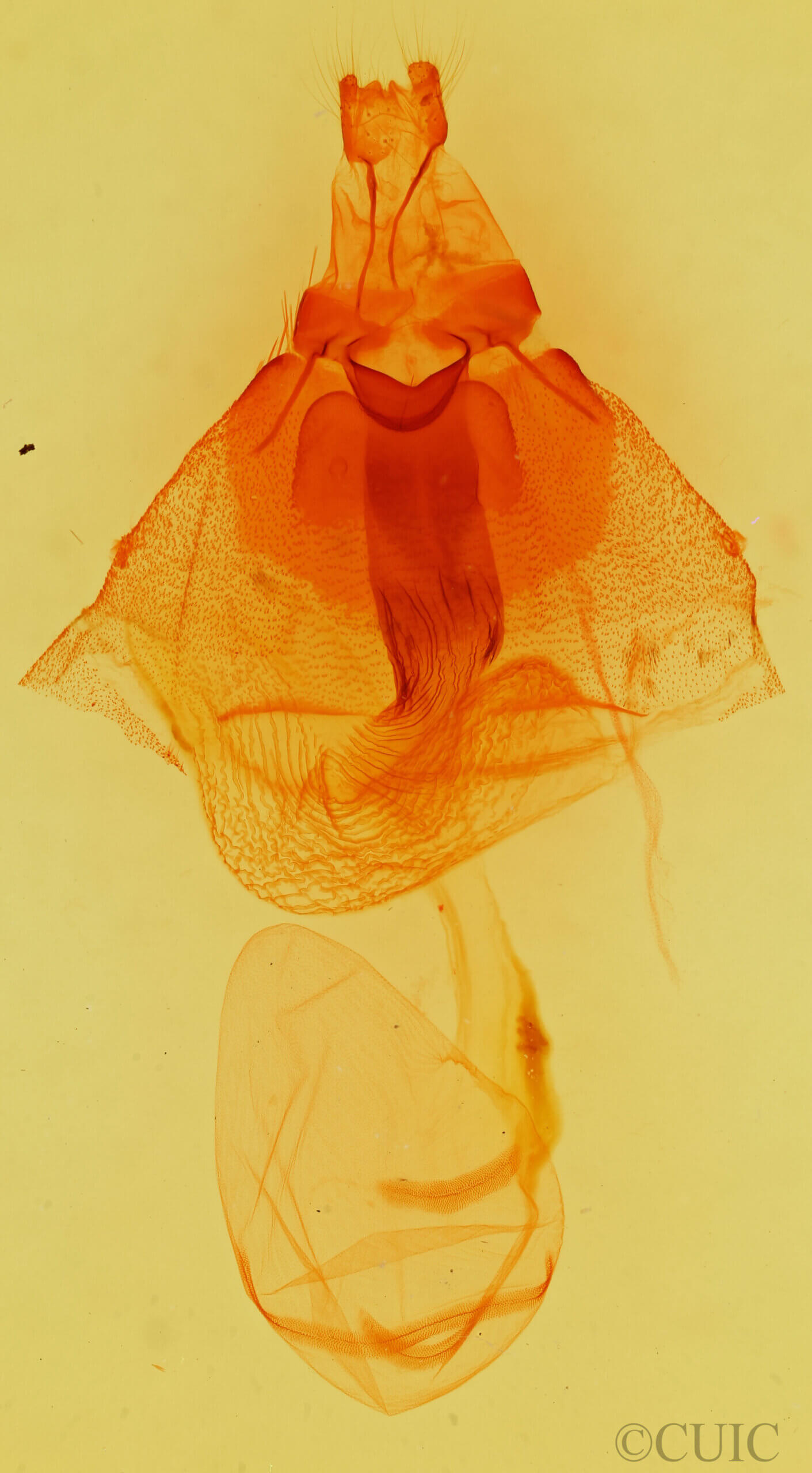 genitalia view of adult Orthosia johnstoni?