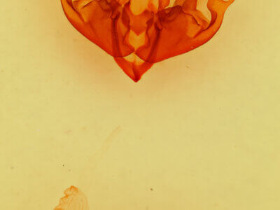 genitalia view of adult Hyppa dysmica n. sp.