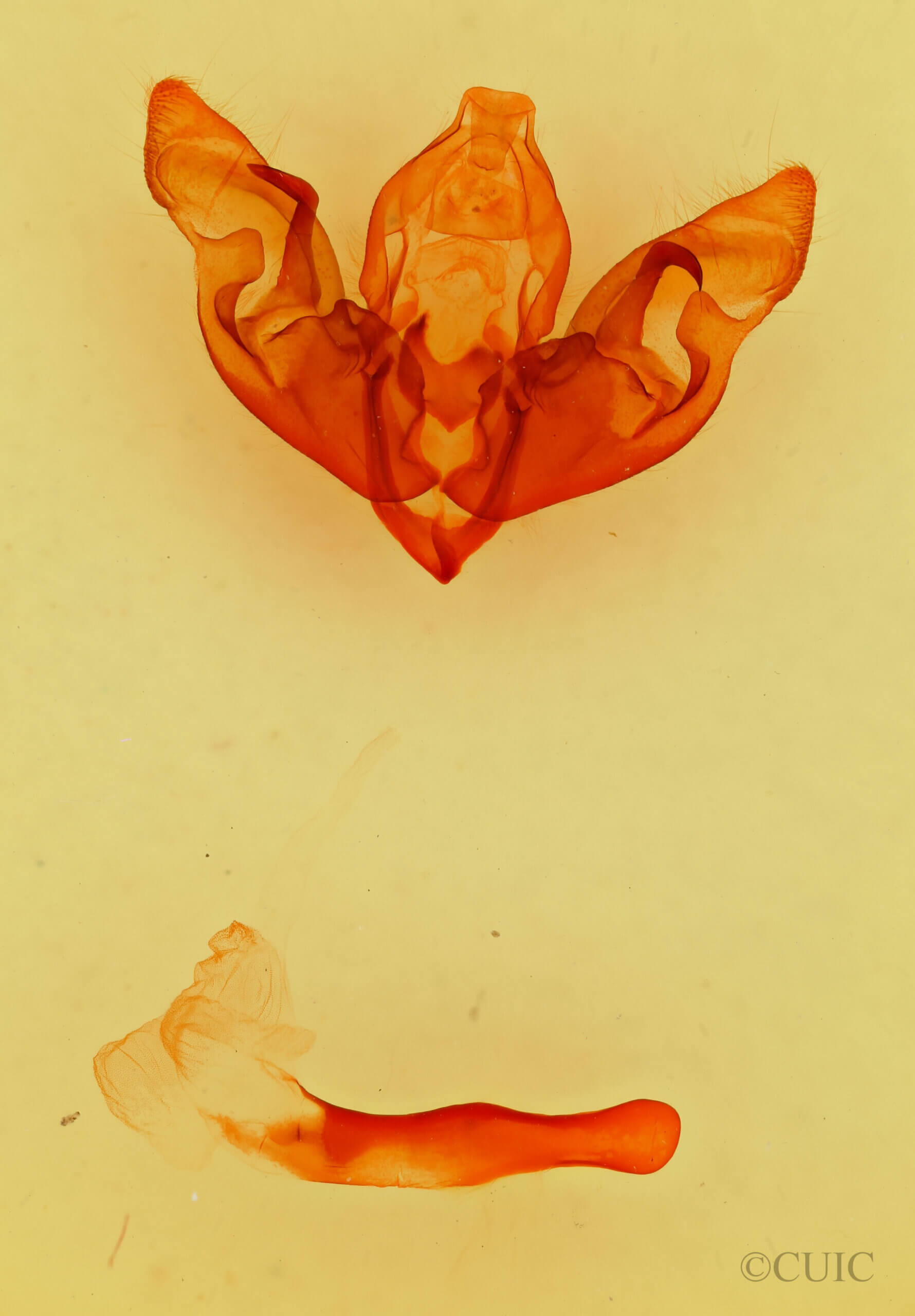 genitalia view of adult Hyppa dysmica n. sp.