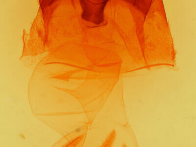 genitalia view of adult Hyppa dysmica n. sp.