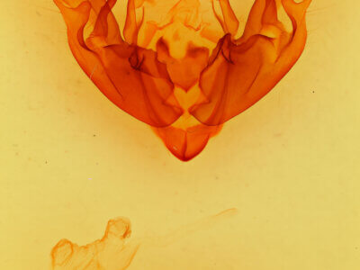 genitalia view of adult Hyppa indistincta?