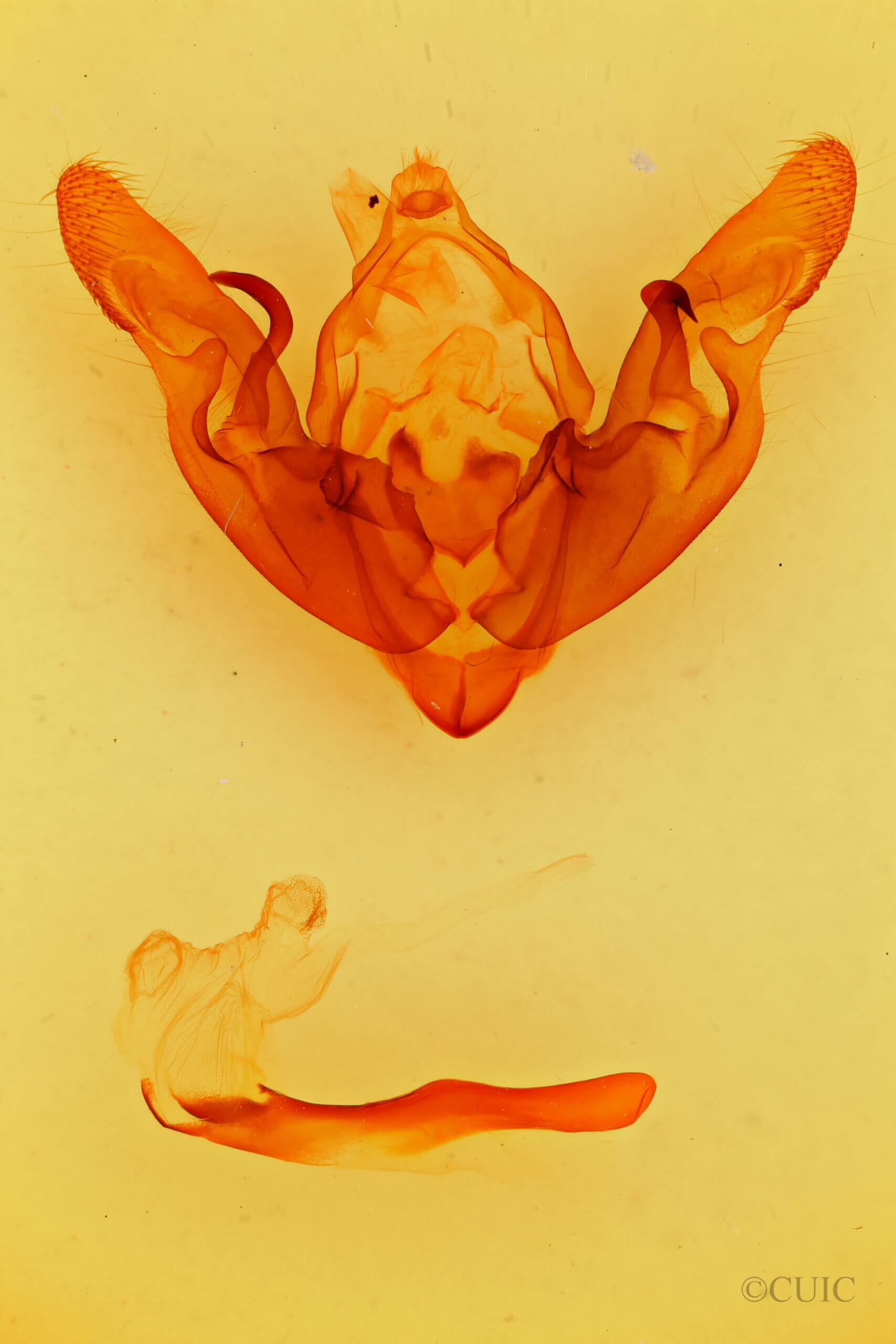 genitalia view of adult Hyppa indistincta?