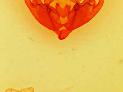 genitalia view of adult Hyppa thula n. sp.