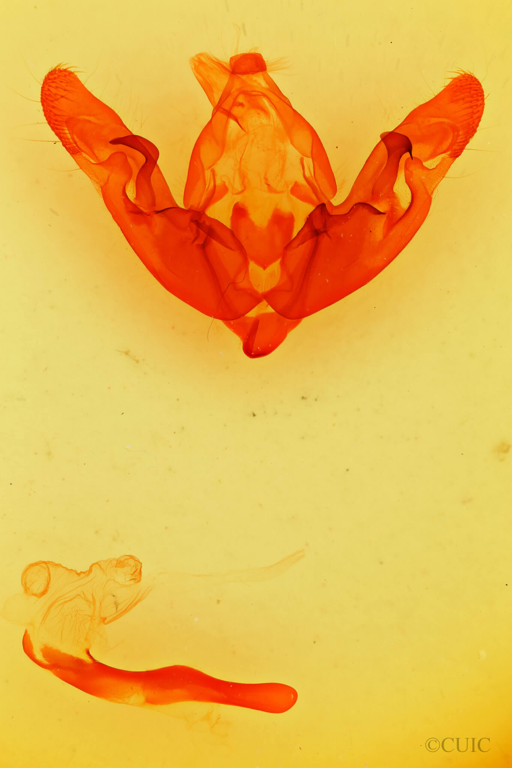 genitalia view of adult Hyppa thula n. sp.