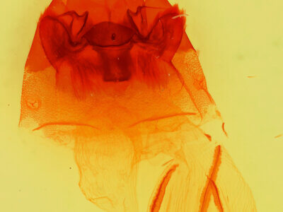 genitalia view of adult Hyppa thula n. sp.