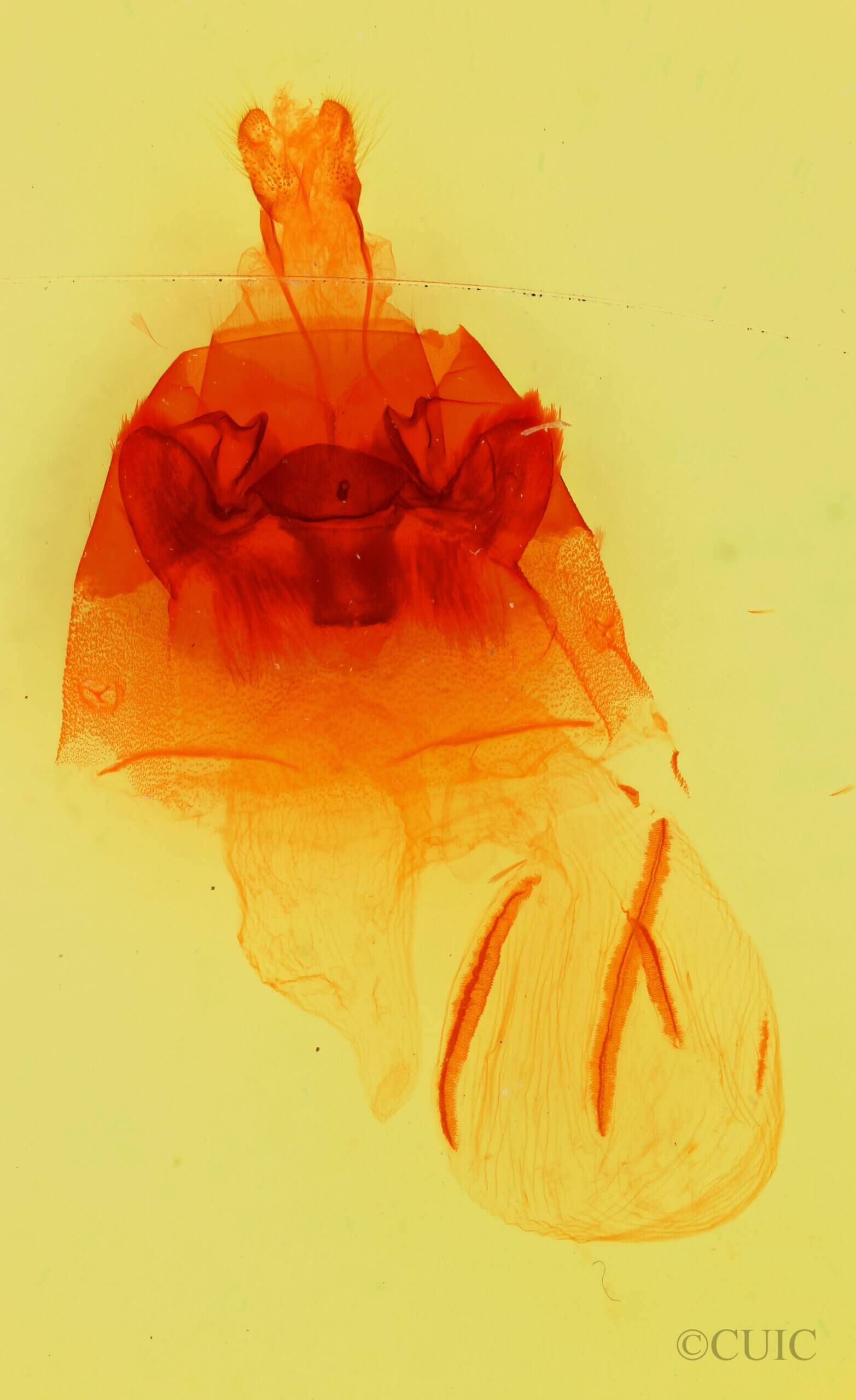 genitalia view of adult Hyppa thula n. sp.