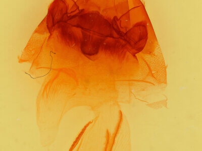 genitalia view of adult Hyppa thula n. sp.