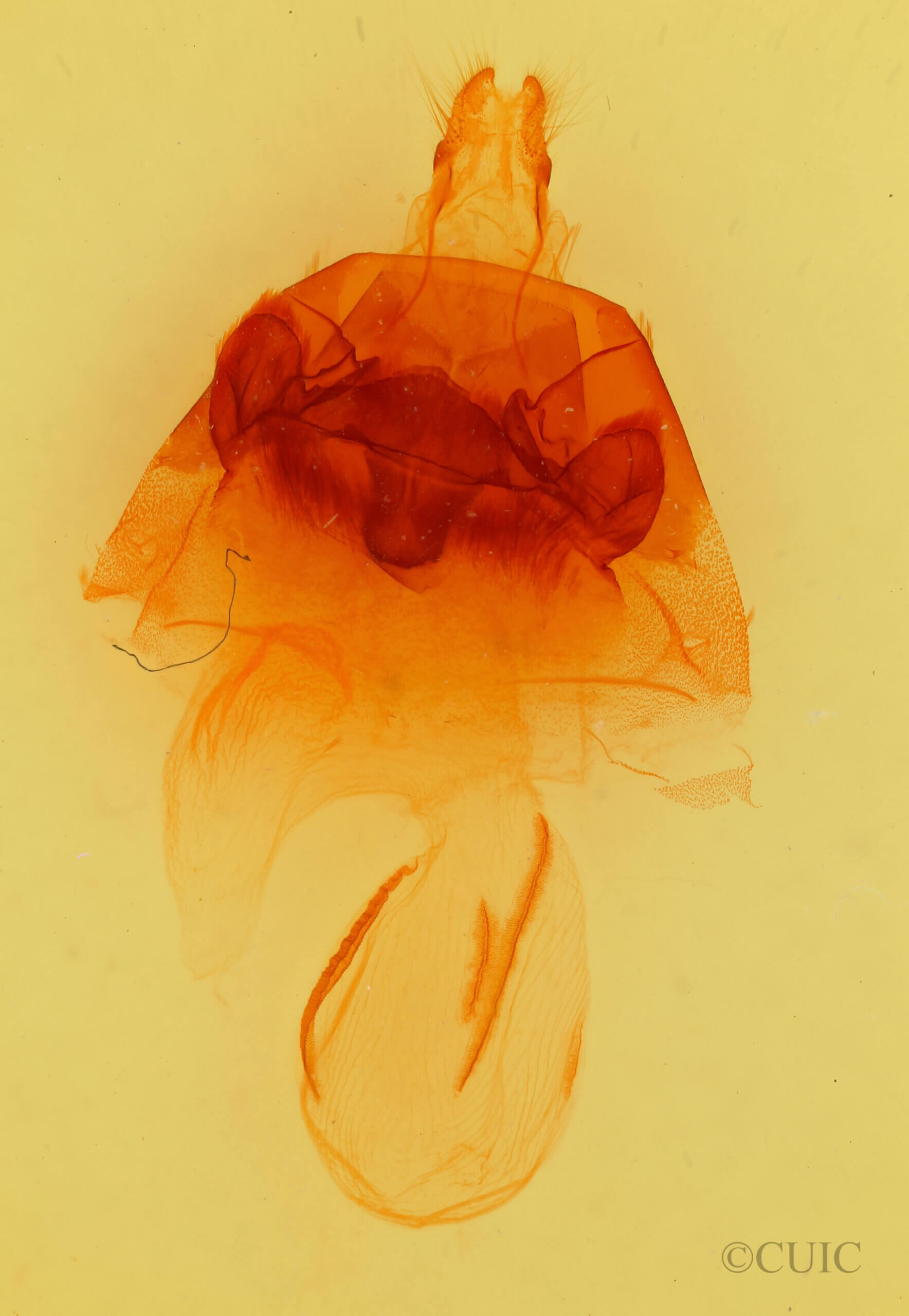 genitalia view of adult Hyppa thula n. sp.