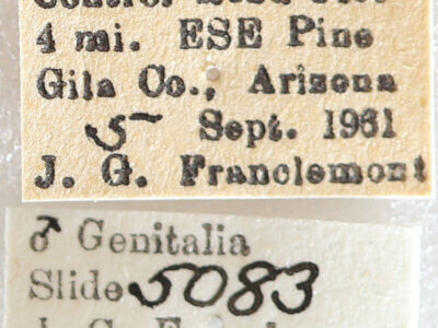 label view of adult Galenara sp.