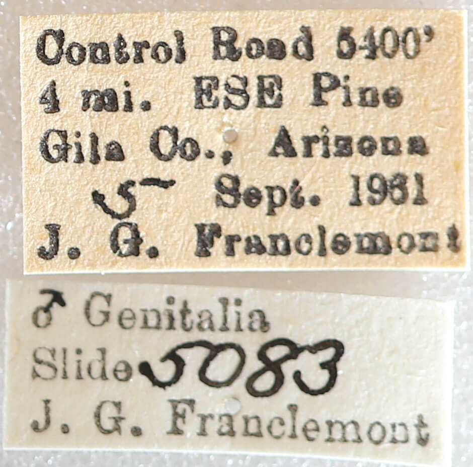 label view of adult Galenara sp.