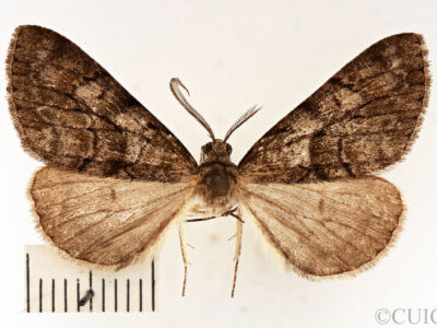 dorsal view of adult Galenara sp.