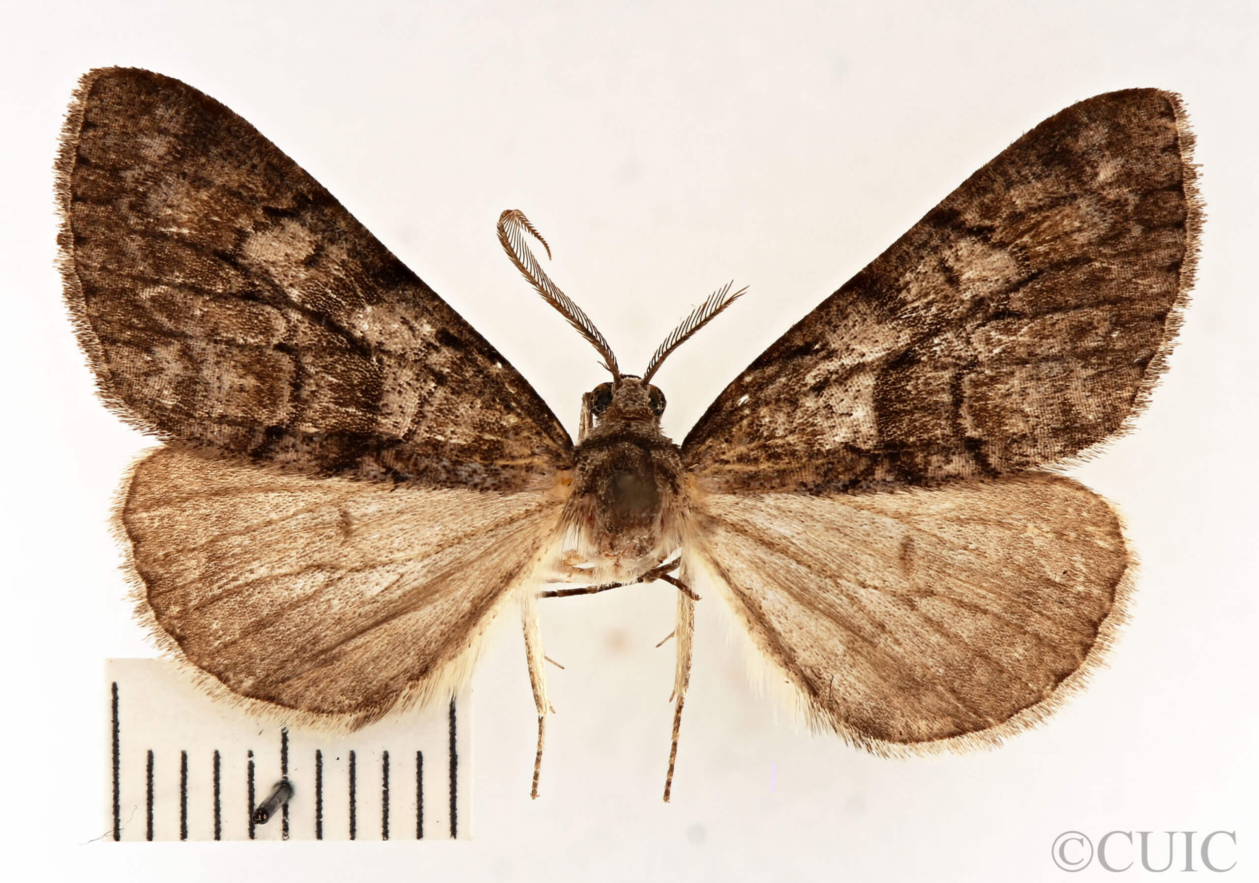 dorsal view of adult Galenara sp.