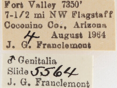 label view of adult Meris sp.