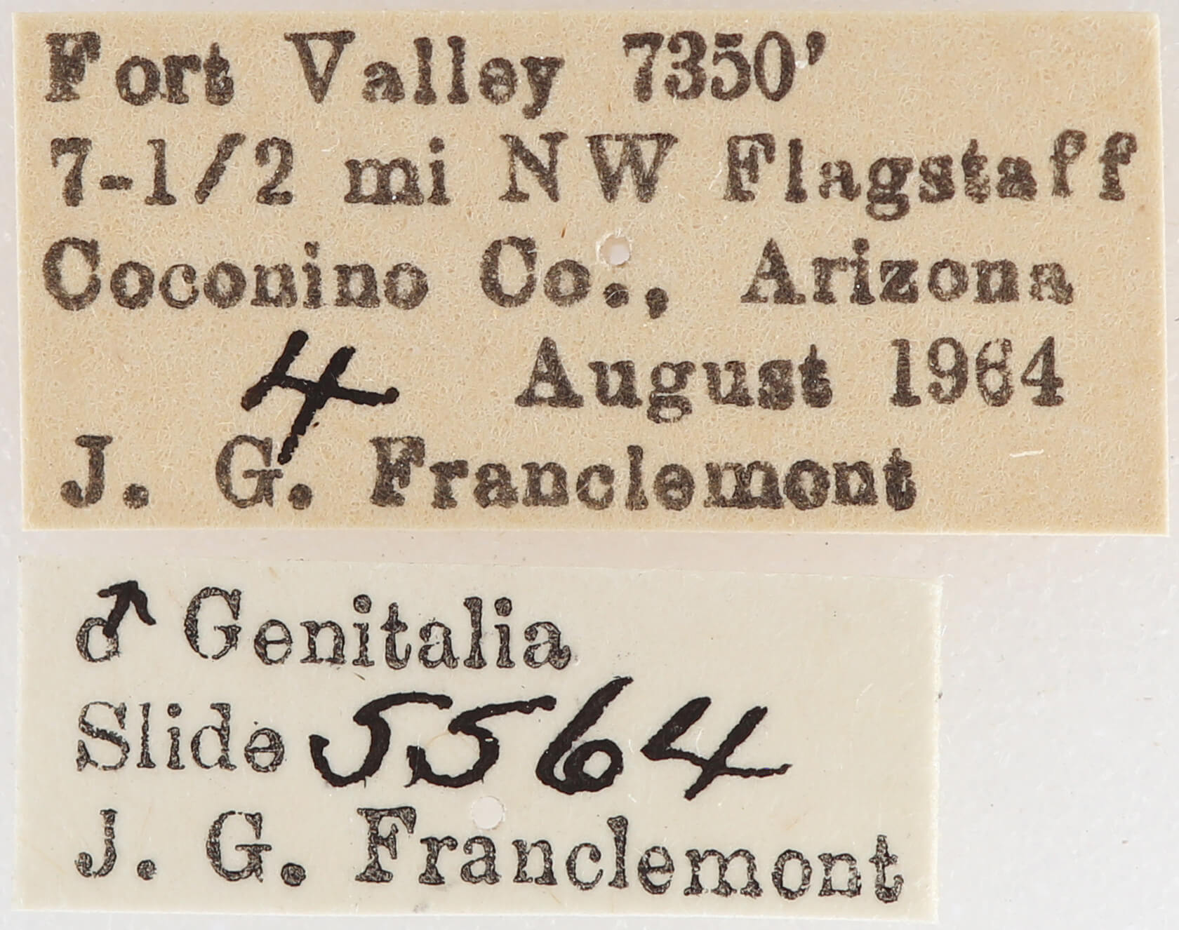 label view of adult Meris sp.