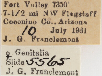 label view of adult Meris sp.