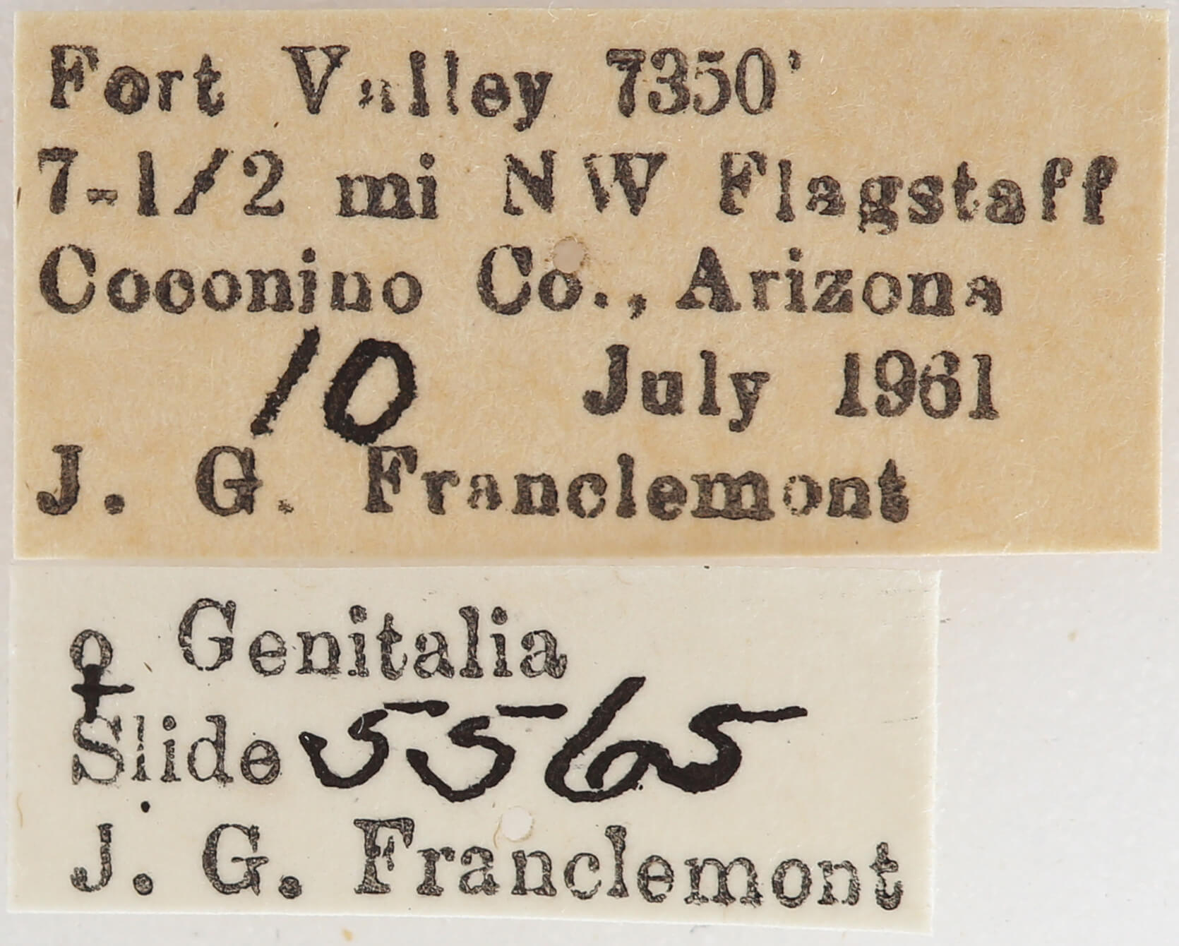 label view of adult Meris sp.