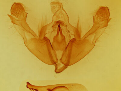 genitalia view of adult Mniotype sp.