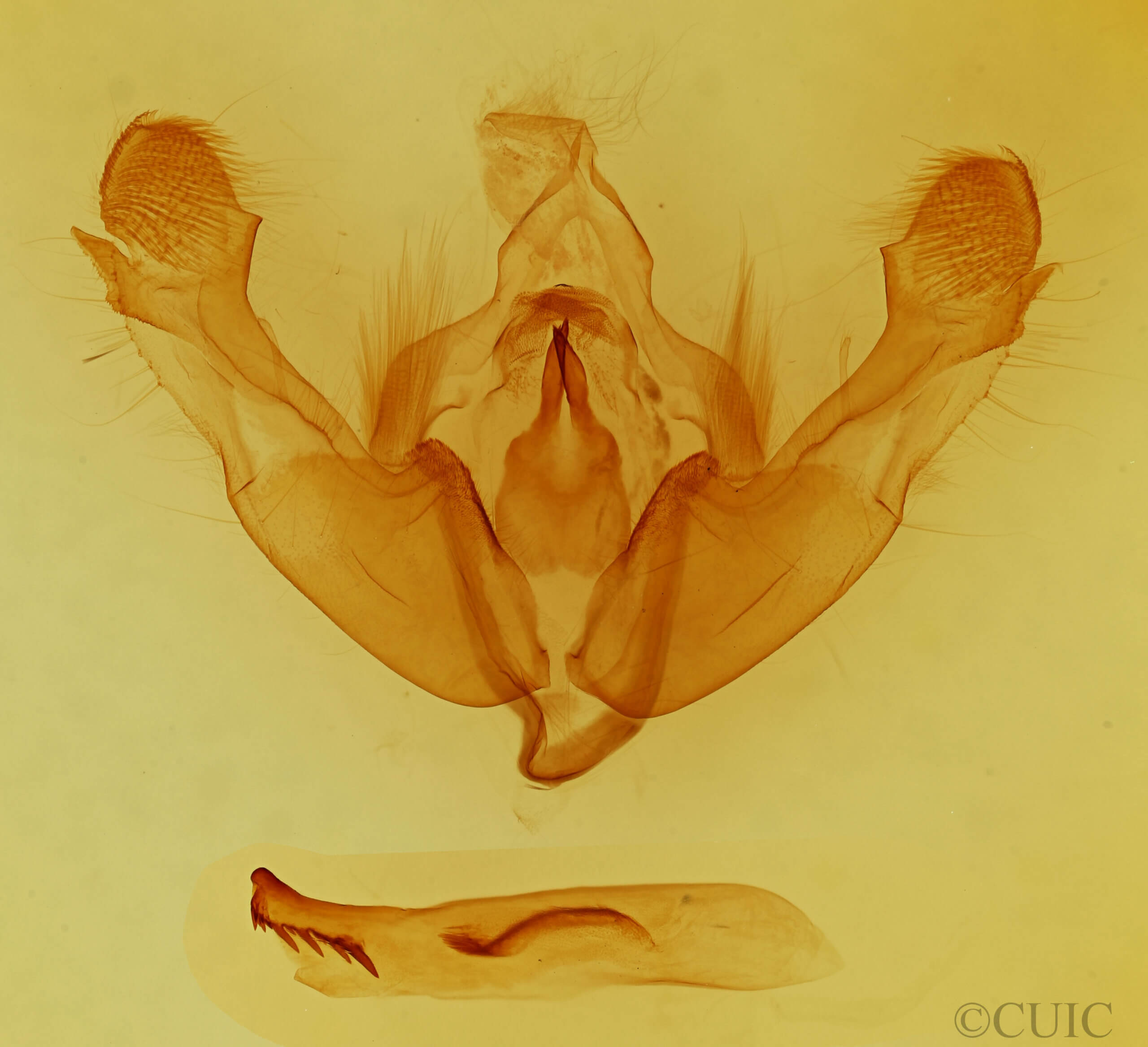 genitalia view of adult Mniotype sp.