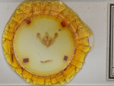 slide view of adult Mniotype sp.