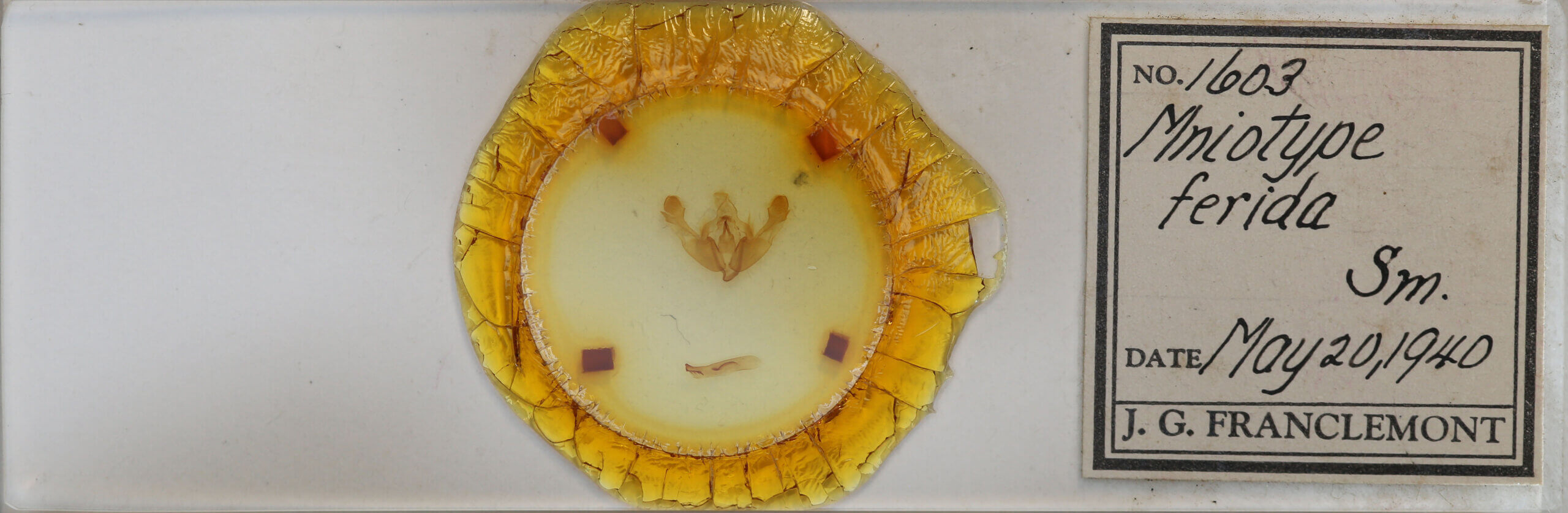 slide view of adult Mniotype sp.