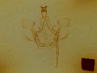 genitalia view of adult Trichomoplata cassiope