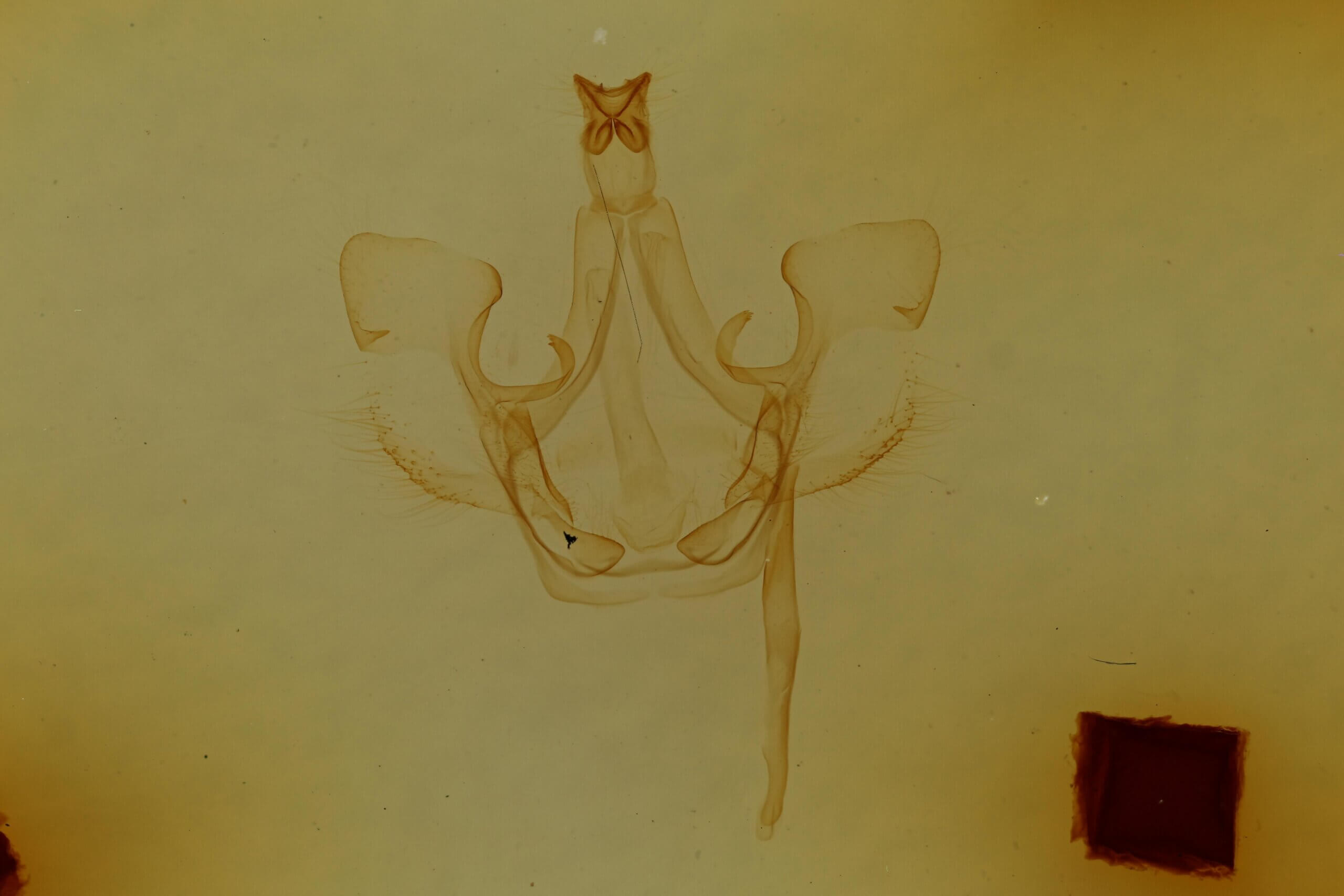 genitalia view of adult Trichomoplata cassiope