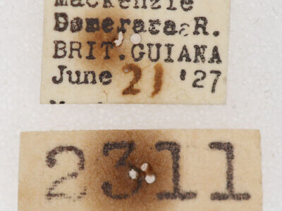 label view of adult Trichomoplata cassiope