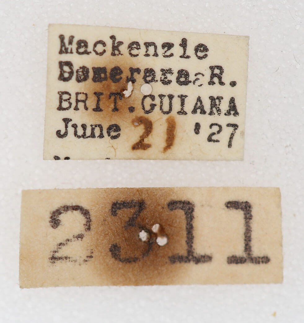 label view of adult Trichomoplata cassiope