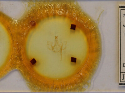 slide view of adult Trichomoplata cassiope