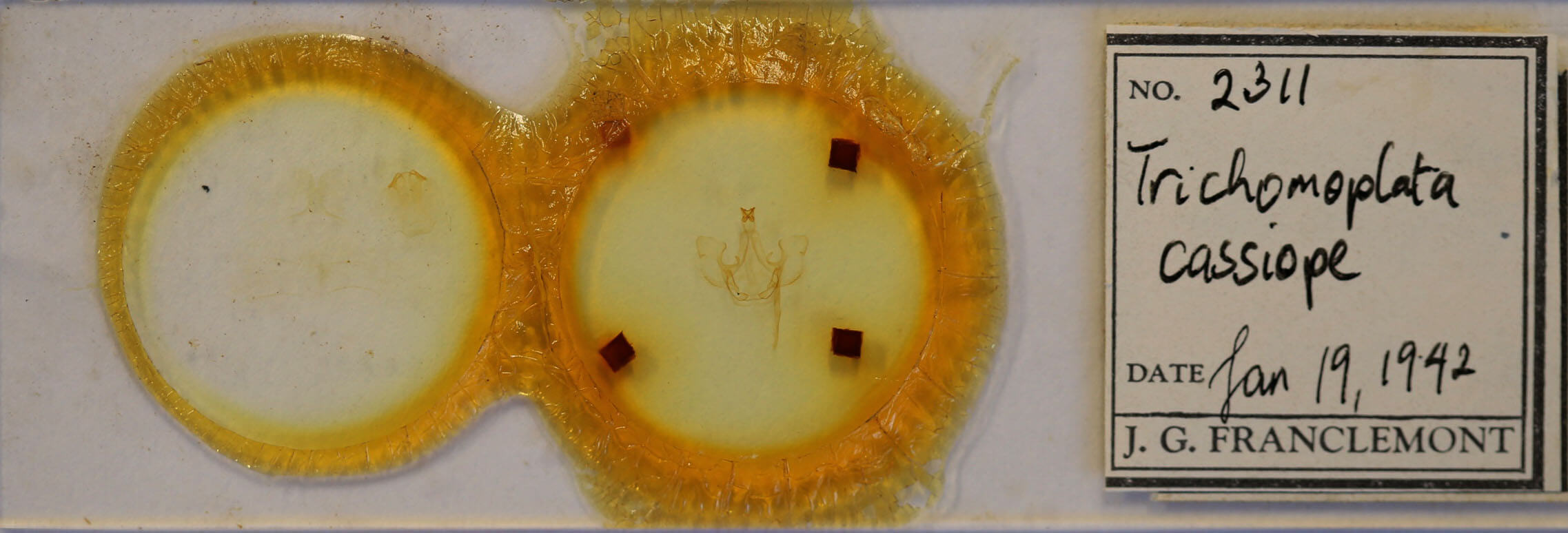 slide view of adult Trichomoplata cassiope