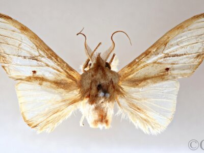 dorsal view of adult Trichomoplata cassiope