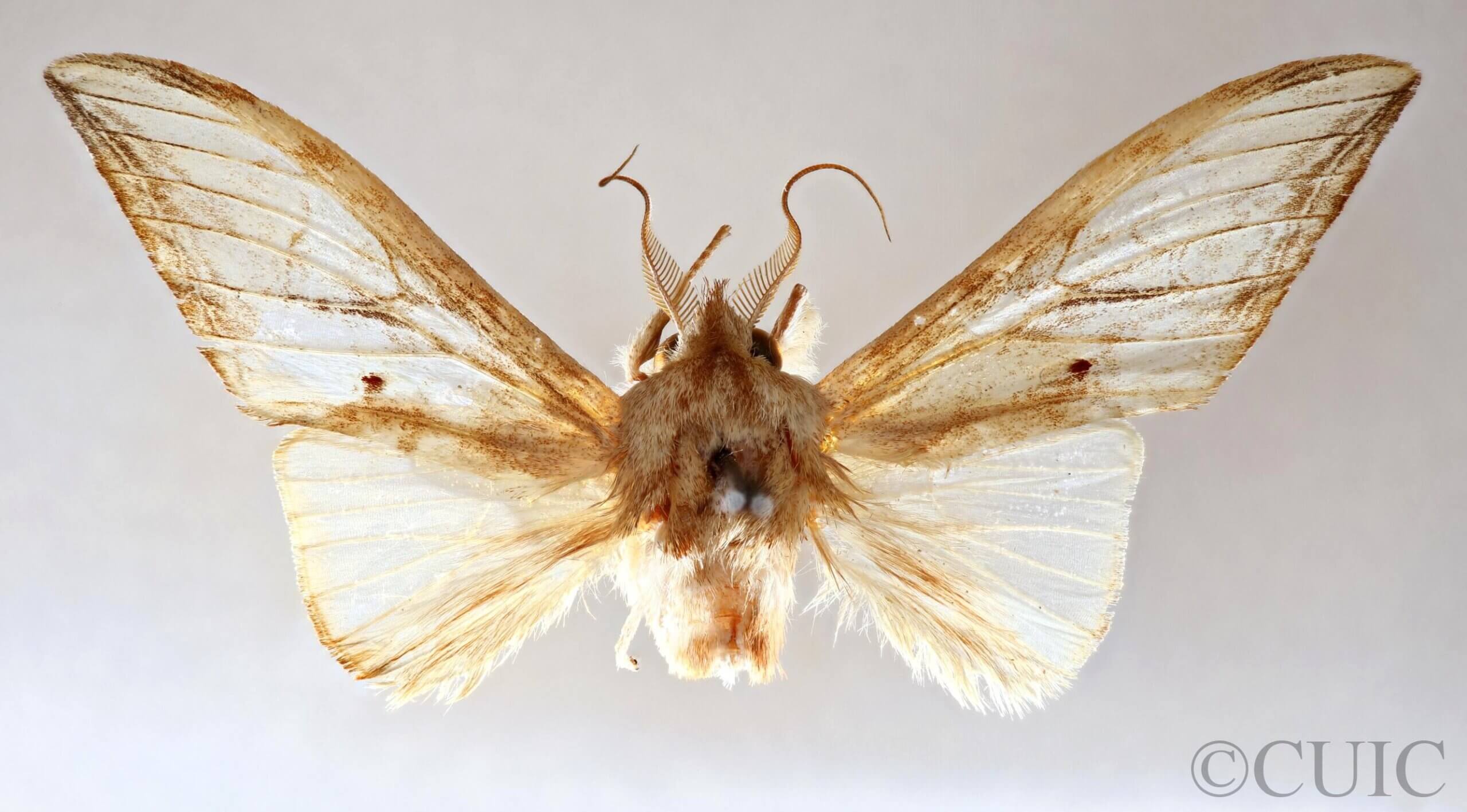 dorsal view of adult Trichomoplata cassiope