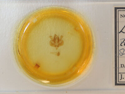 slide view of adult Leucania subpunctata