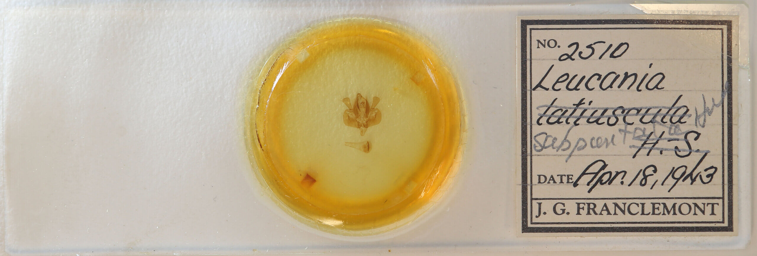 slide view of adult Leucania subpunctata